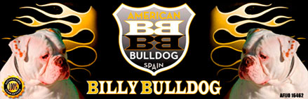 Billy Bulldog